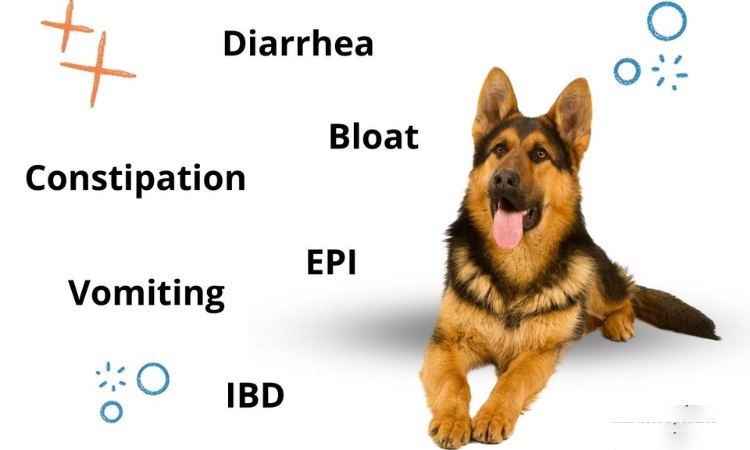 Why is My German Shepherd's Stomach Gurgling and He Won't Eat?