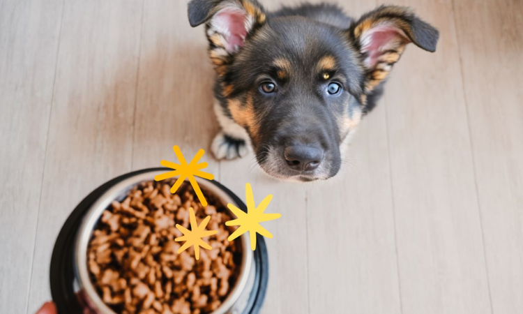 Is It Safe for German Shepherds to Eat Kidney Beans?