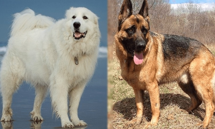 What Are the Characteristics of a German Shepherd and Great Pyrenees Mix?