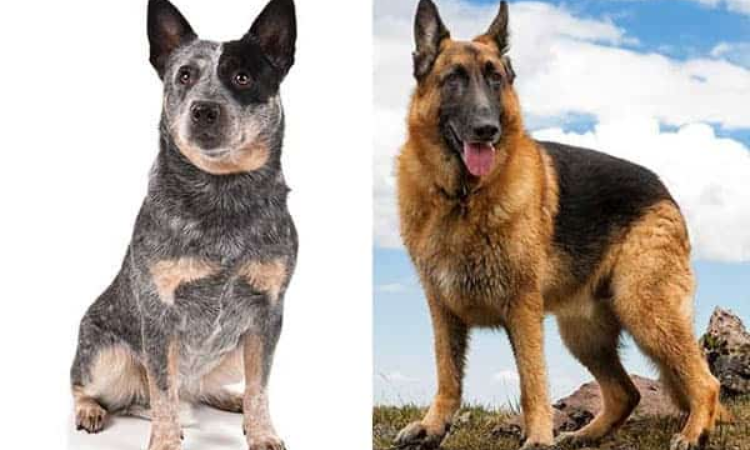 What Does a Mix of Blue Heeler and German Shepherd Look Like?