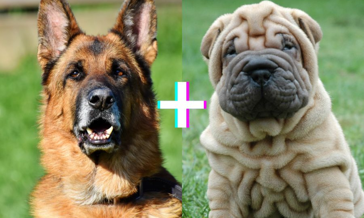 What Does a Mix of Shar Pei and German Shepherd Look Like?