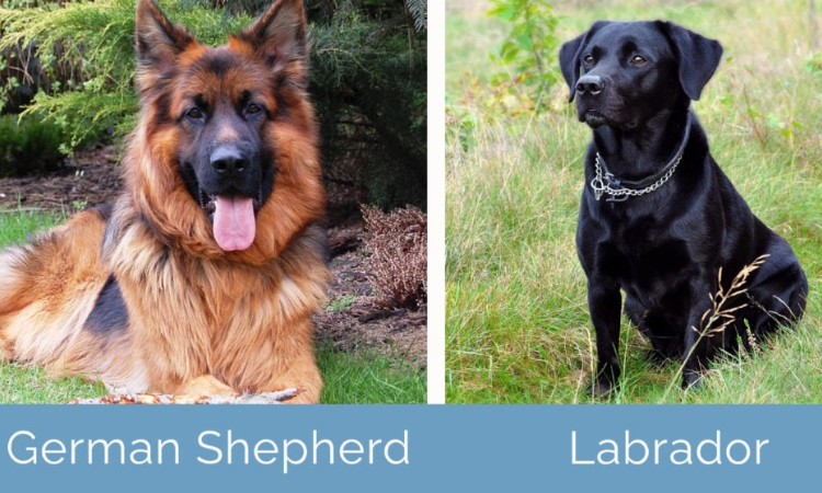 How Long Do Black Labs Live Compared to German Shepherds?